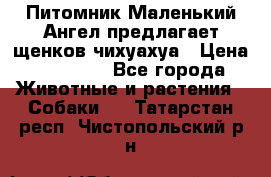 Питомник Маленький Ангел предлагает щенков чихуахуа › Цена ­ 10 000 - Все города Животные и растения » Собаки   . Татарстан респ.,Чистопольский р-н
